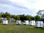 Hives ready for pollination and honey production
